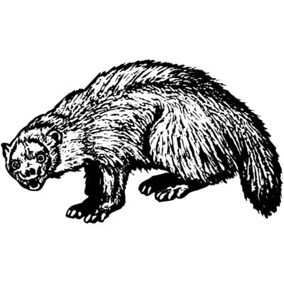 Badger Thumbnail