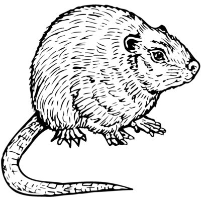 Mice Thumbnail