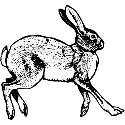 Rabbit Thumbnail