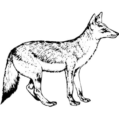 Wolves Thumbnail